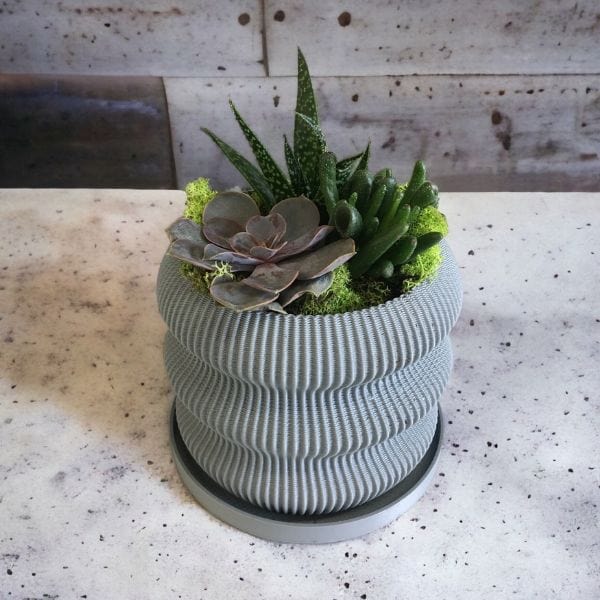 LOCALLY GROWN SUCCULENTS IN GREY 3D PRINTED ECO POT - 5" x 7"