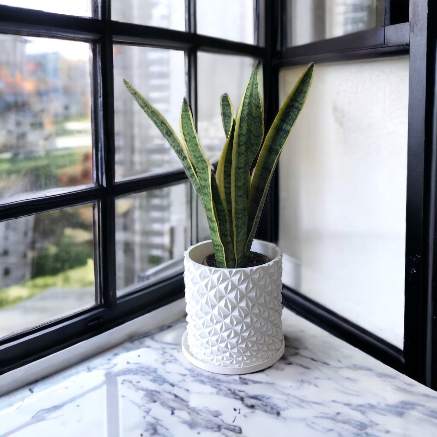 LOCALLY GROWN SNAKE PLANT IN WHITE 3D PRINTED ECO PLANTER - 8" x 16"