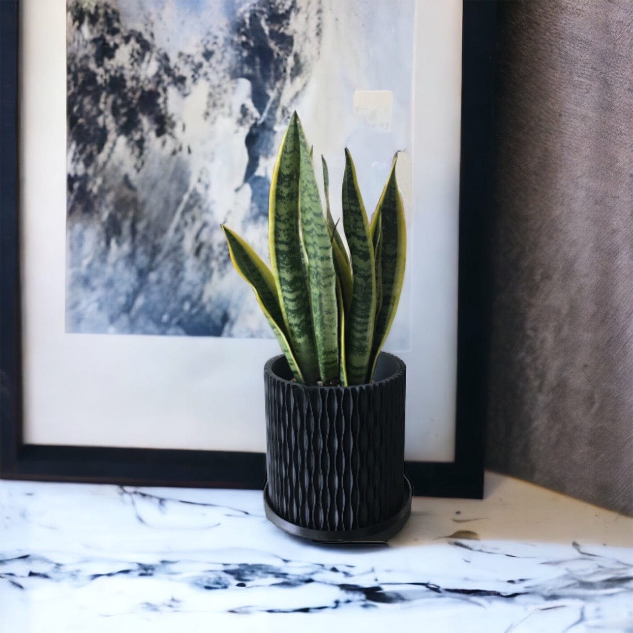 LOCALLY GROWN SNAKE PLANT IN BLACK 3D PRINTED ECO PLANTER - 8" x 16"