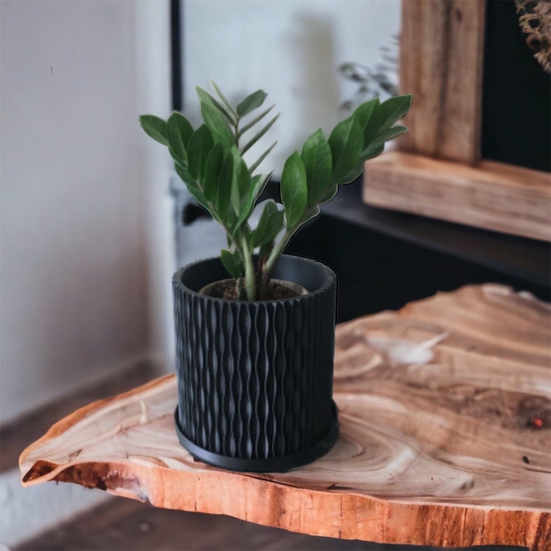 LOCALLY GROWN ZZ PLANT IN BLACK 3D PRINTED ECO PLANTER - 8" x 16"