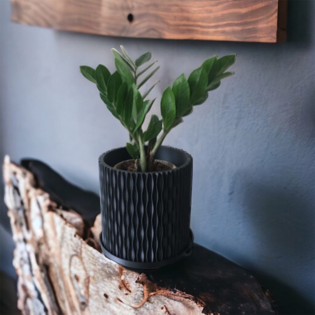 LOCALLY GROWN ZZ PLANT IN BLACK 3D PRINTED ECO PLANTER - 8" x 16"