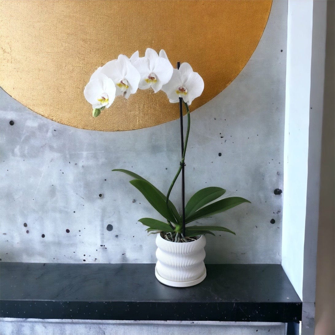 LOCALLY GROWN SINGLE STEM WHITE PHALEONOPSIS ORCHID IN WHITE 3D PRINTED ECO PLANTER - 5.5" x 24"