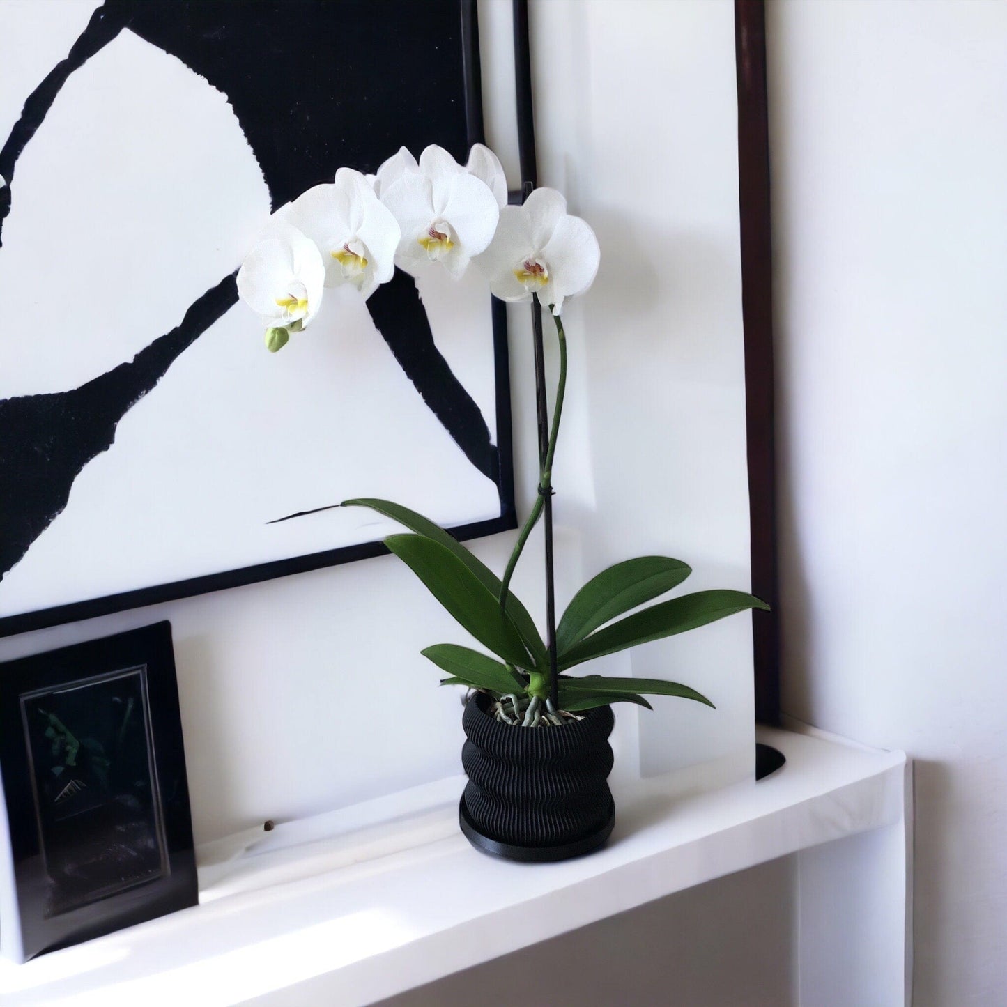LOCALLY GROWN WHITE PHALEONOPSIS ORCHID IN BLACK 3D PRINTED ECO PLANTER - 5.5" x 24"