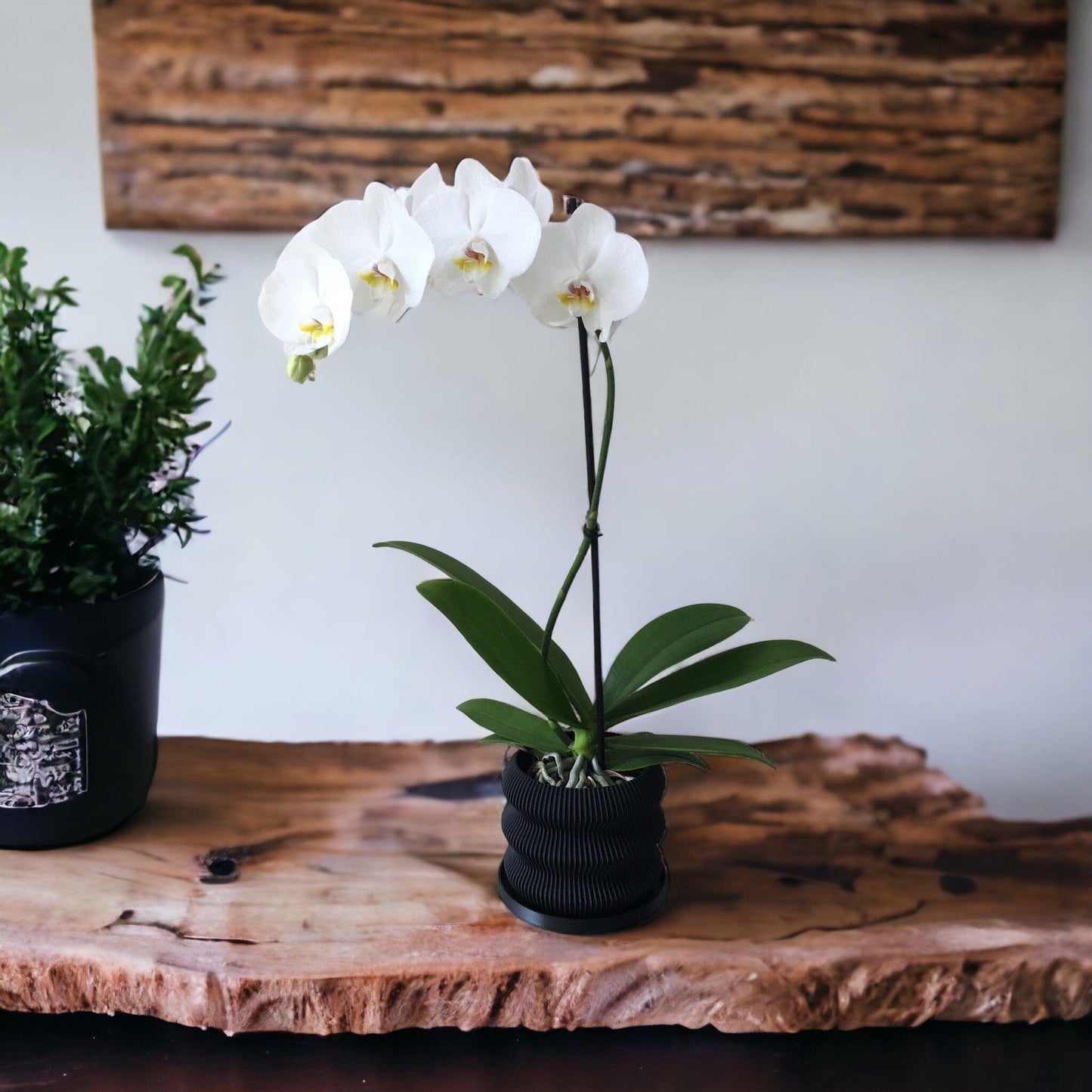 LOCALLY GROWN WHITE PHALEONOPSIS ORCHID IN BLACK 3D PRINTED ECO PLANTER - 5.5" x 24"