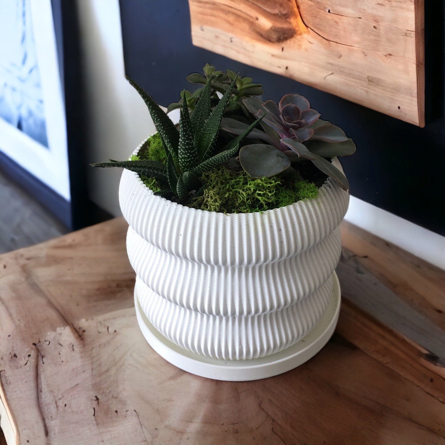 LOCALLY GROWN SUCCULENTS IN WHITE 3D PRINTED ECO POT - 5" x 7"