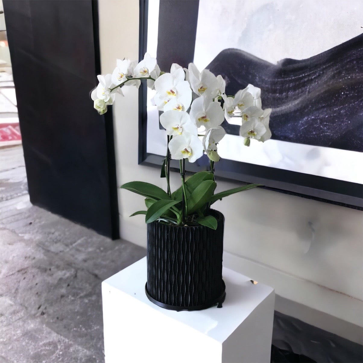 LOCALLY GROWN TRIPLE STEM WHITE PHALEONOPSIS ORCHID IN BLACK 3D PRINTED ECO PLANTER - 8" x 30"