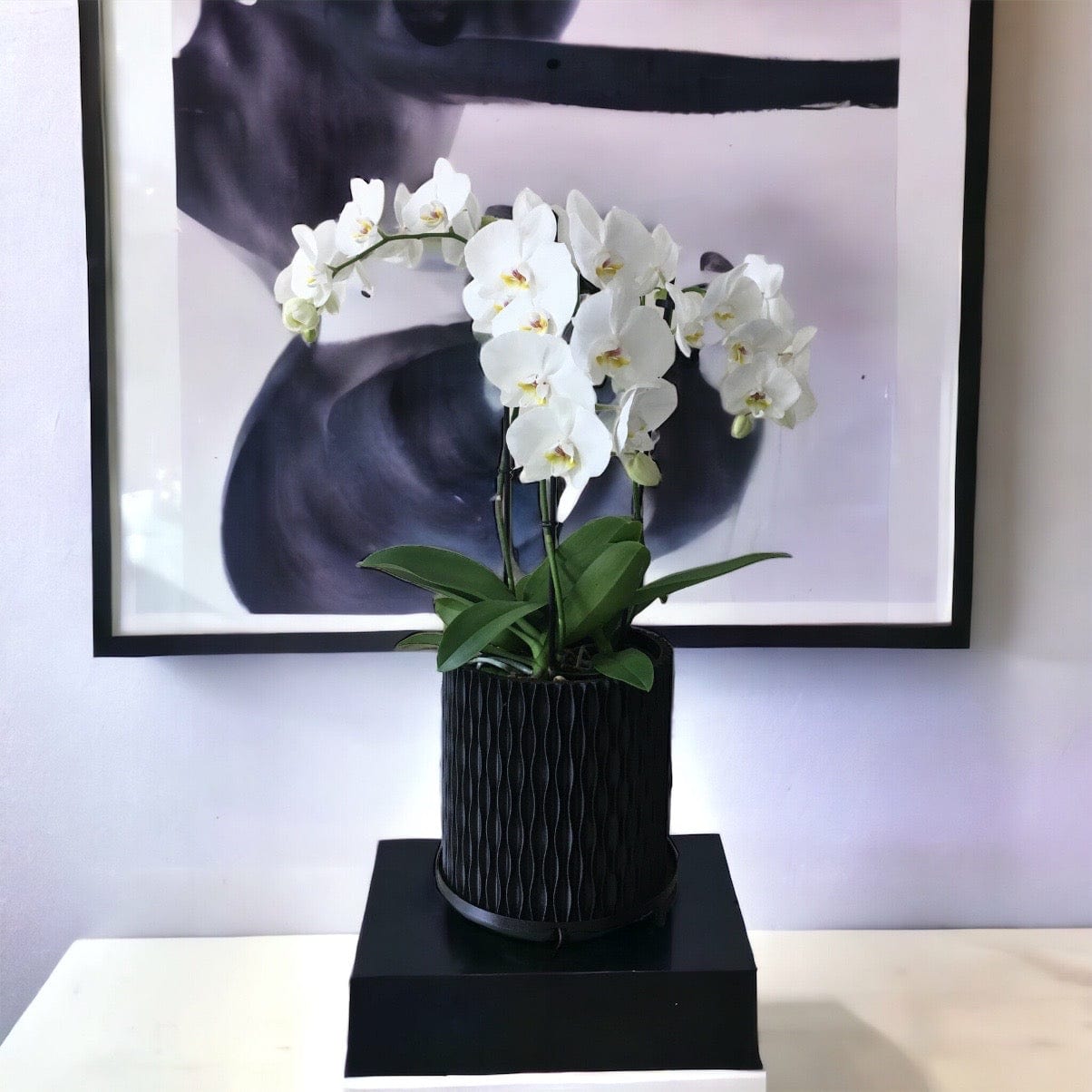 LOCALLY GROWN TRIPLE STEM WHITE PHALEONOPSIS ORCHID IN BLACK 3D PRINTED ECO PLANTER - 8" x 30"