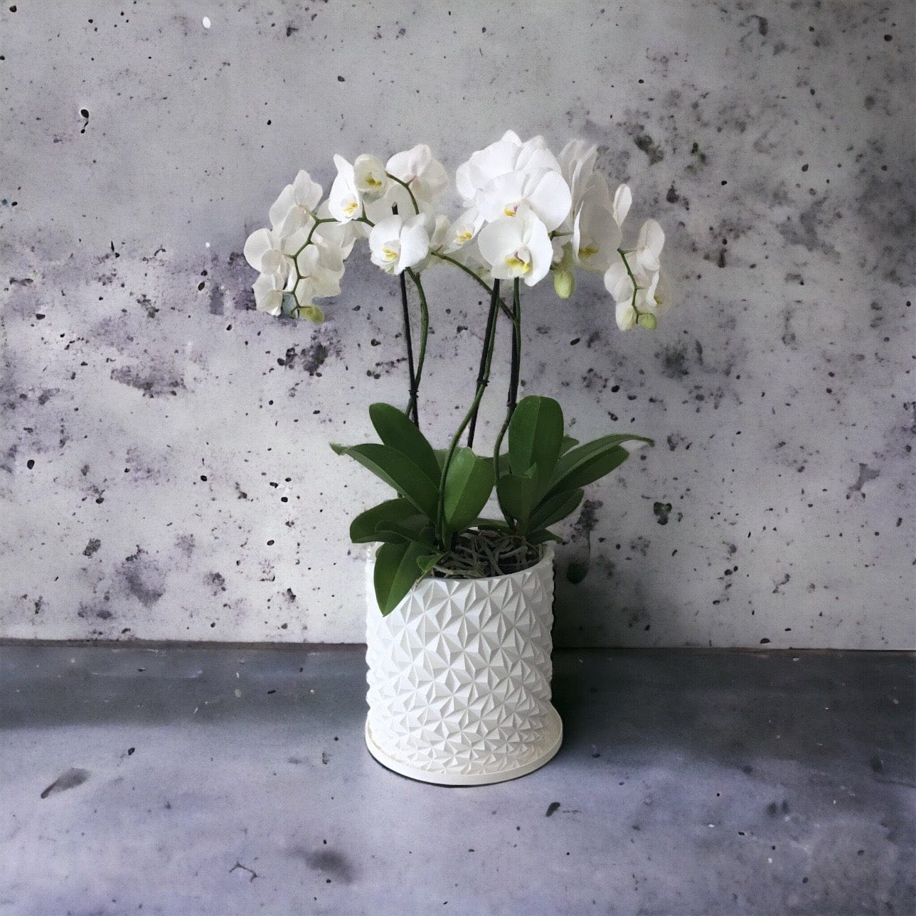 LOCALLY GROWN TRIPLE STEM WHITE PHALEONOPSIS ORCHID IN WHITE 3D PRINTED ECO PLANTER - 8" x 30"
