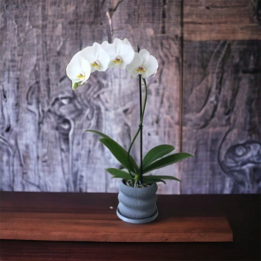 LOCALLY GROWN WHITE PHALEONOPSIS ORCHID IN GREY 3D PRINTED ECO PLANTER - 5.5" x 24"