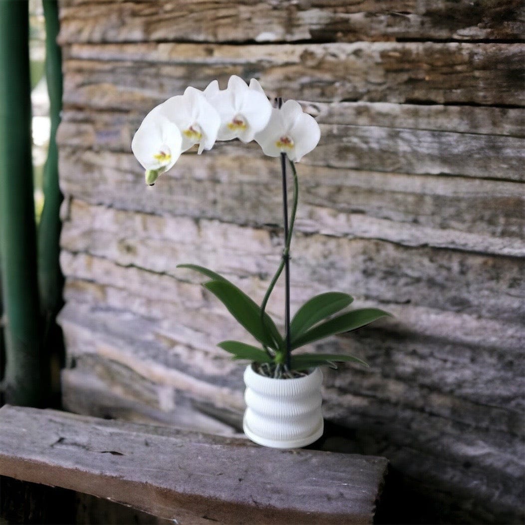 LOCALLY GROWN SINGLE STEM WHITE PHALEONOPSIS ORCHID IN WHITE 3D PRINTED ECO PLANTER - 5.5" x 24"
